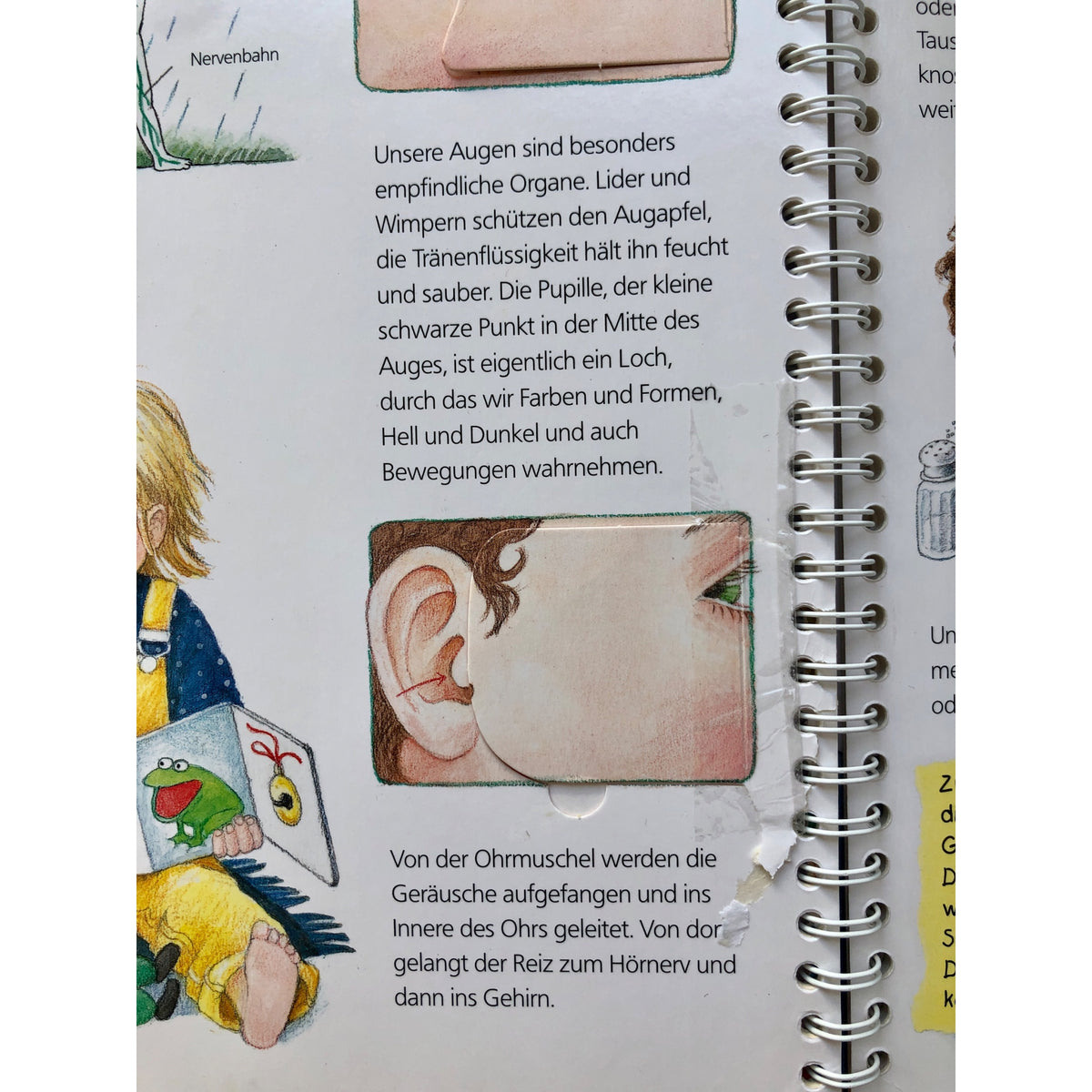 Wieso?Weshalb?Warum? Wir entdecken unseren Körper