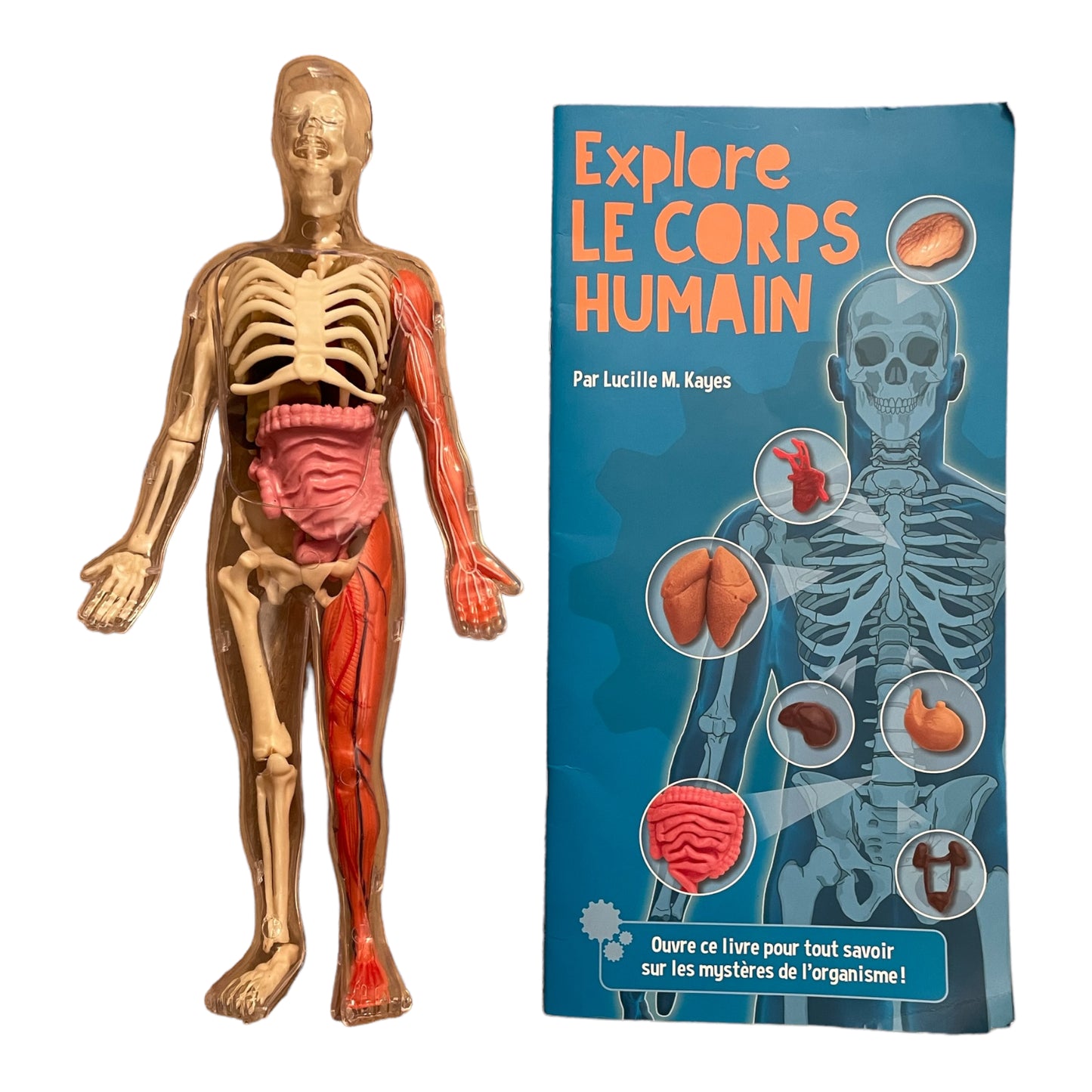 Explore the human body (French version)